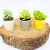 Trio de Suculentas 1