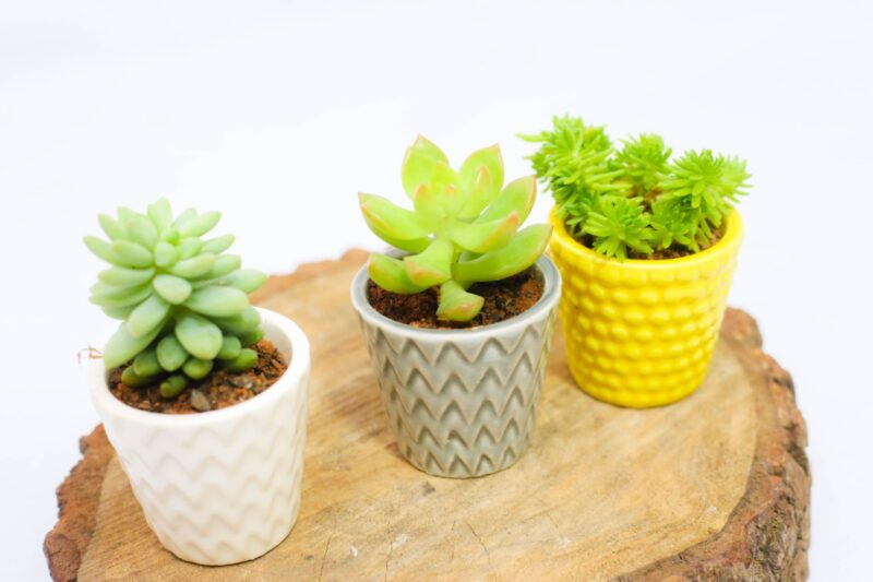 Trio de Suculentas 1