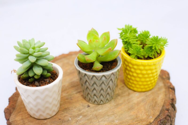 Trio de Suculentas 1