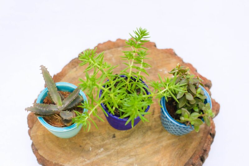 Trio de Suculentas 3